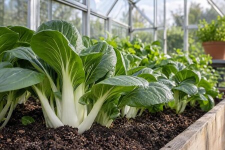 Pak Choi im Gewächshaus anbauen: Schossen vorbeugen