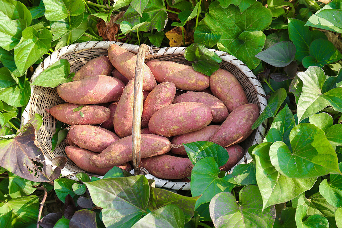Zoete aardappelen kweken in een serre