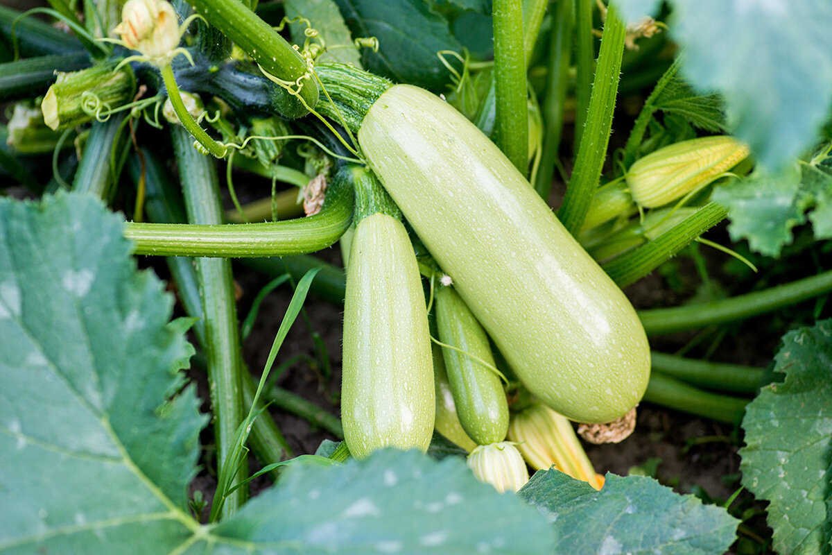 Courgettes kweken in een serre