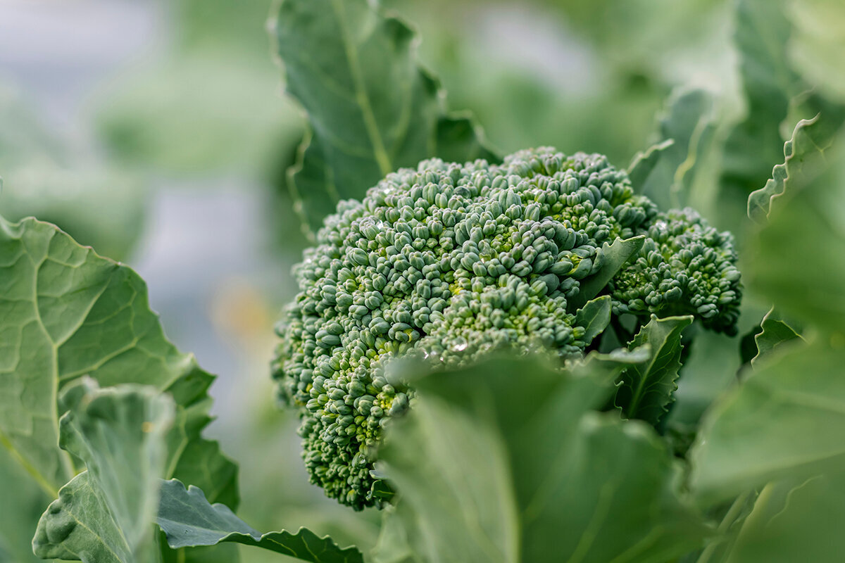 Broccoli telen in een serre