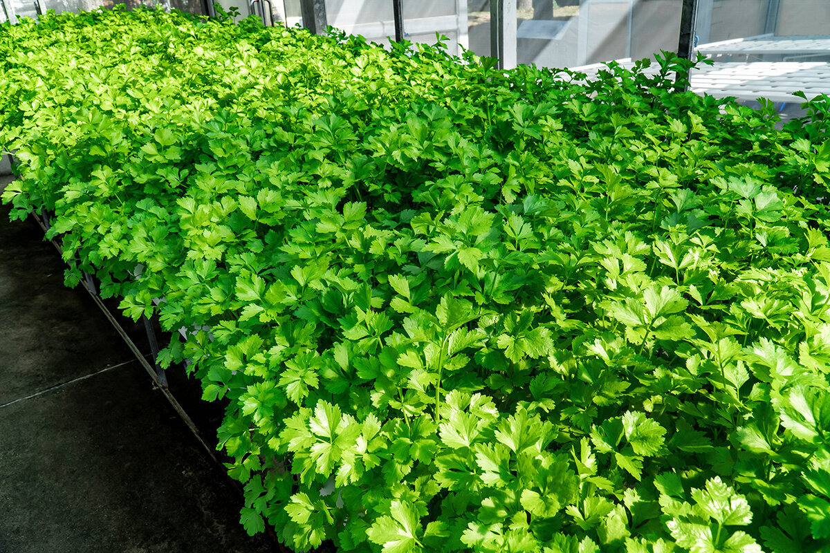 Koriander kweken / Cilantro in de serre