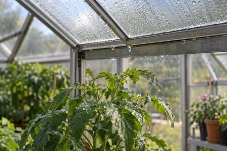 Condens die op serreplanten druppelt: de oorzaak achterhalen