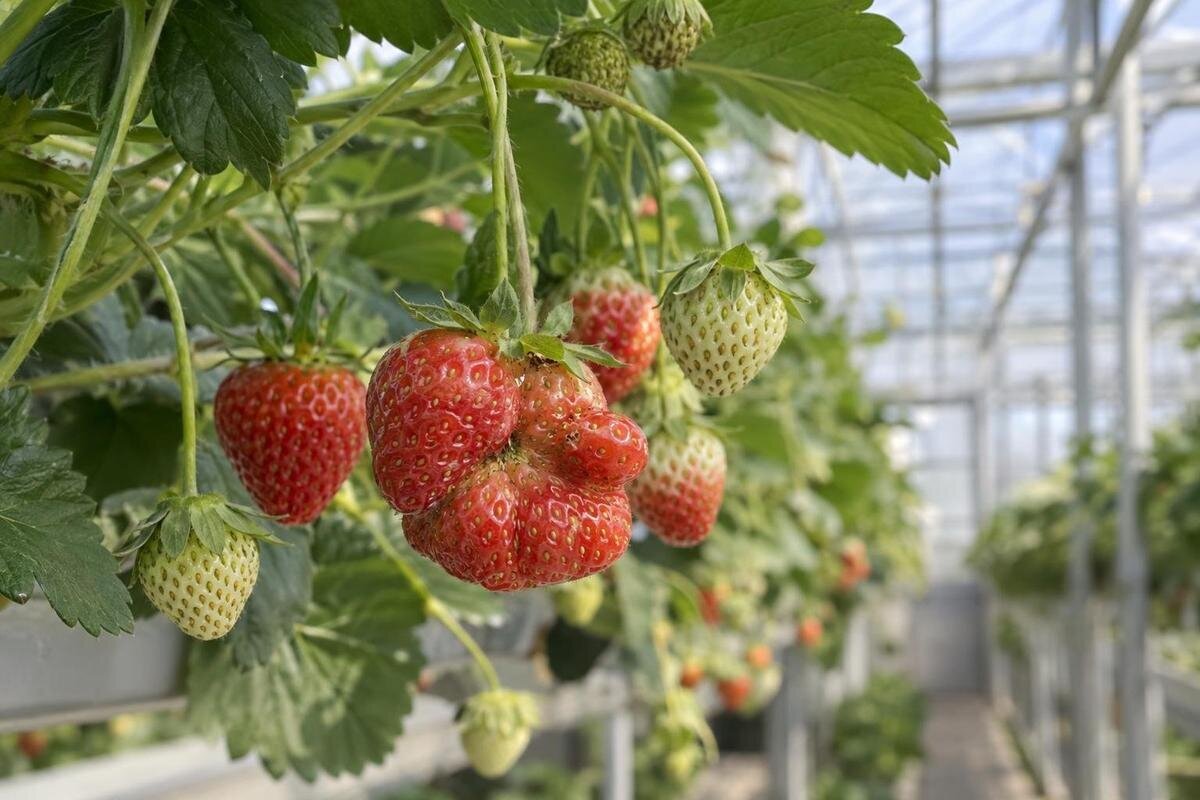 Misvormde aardbeien in de serre: bestuiving of stress?