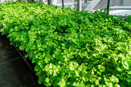 Koriander anbauen / Cilantro im Gewächshaus