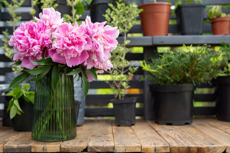 Schnittblumen im Gewächshaus anbauen