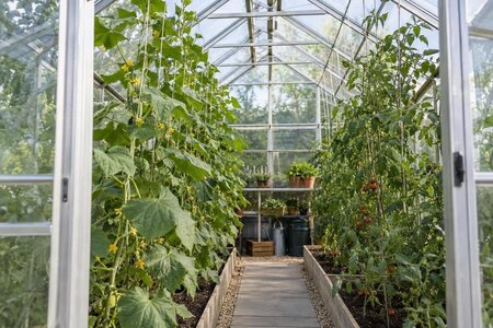 Rankkulturen im Gewächshaus: Nutzbare Höhe einschätzen