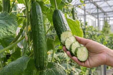 Γιατί πικρίζουν τα αγγούρια στο θερμοκήπιο;