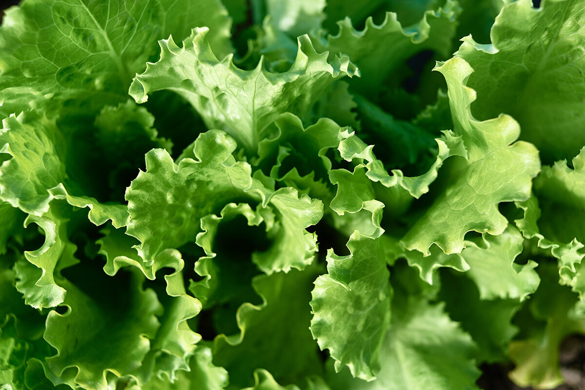Pěstování salátu ve skleníku: kompletní český průvodce