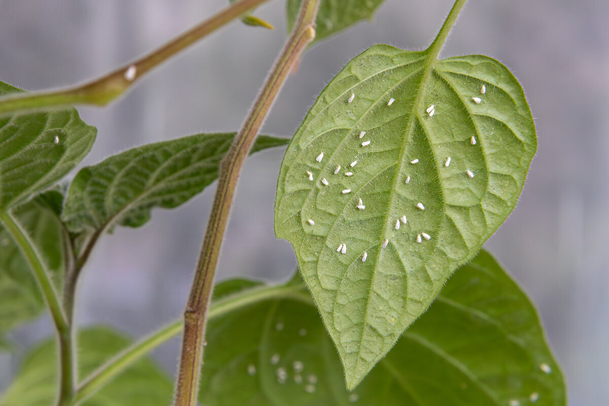 Hvide fluer i drivhuset: Sådan slipper du af med dem