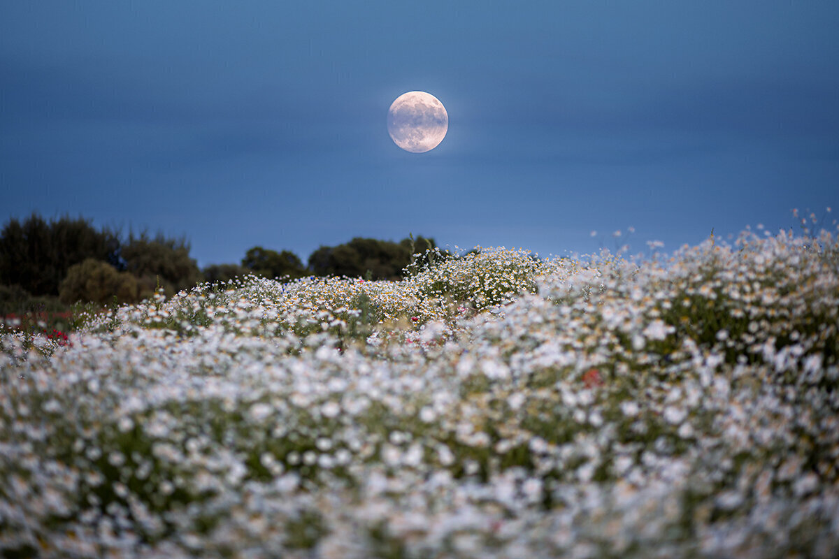 Havearbejde ved månefaser: Udnyttelse af månens kraft til en blomstrende have