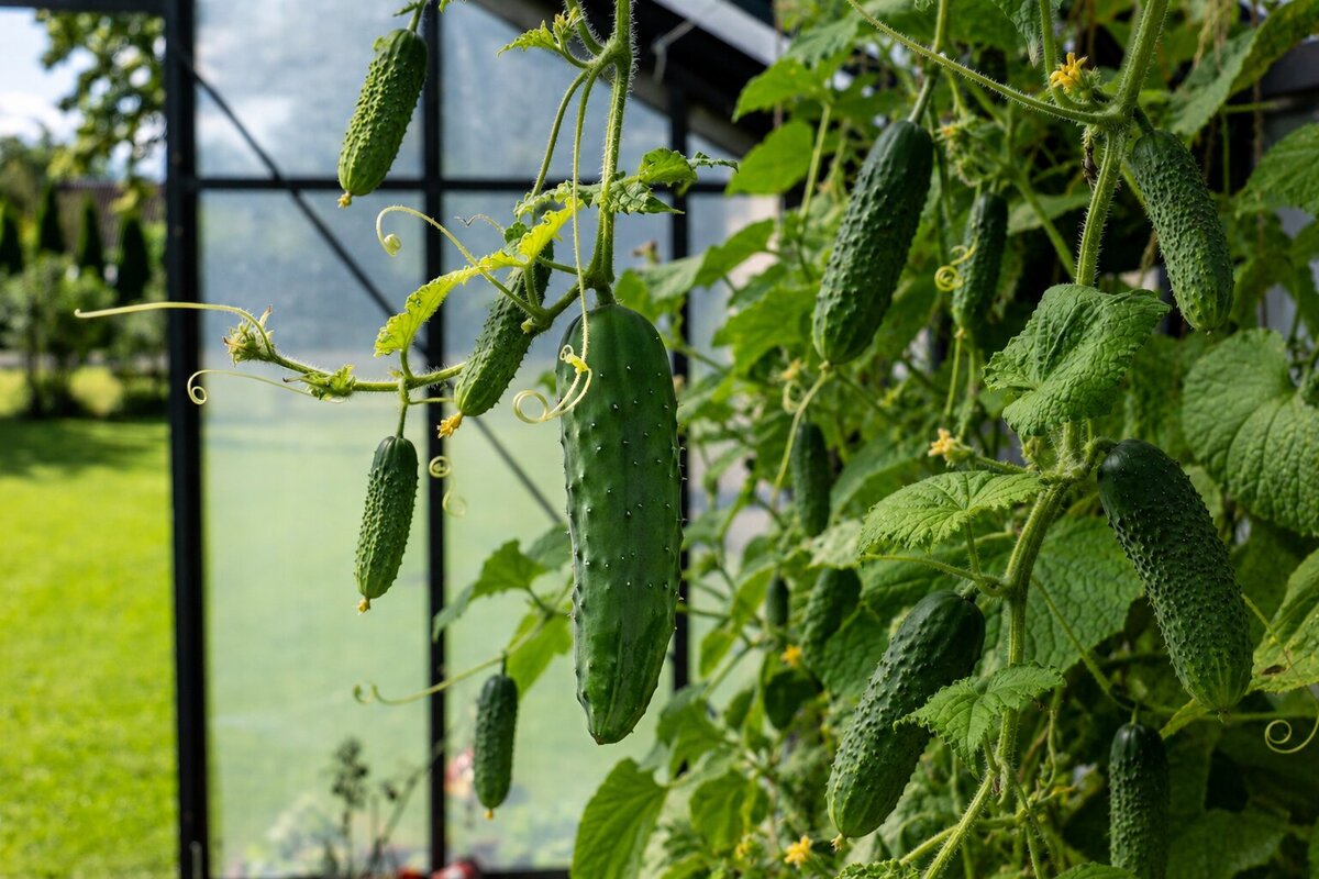Dyrk agurker i drivhus: plantning, vanding og høst | Bloomcabin