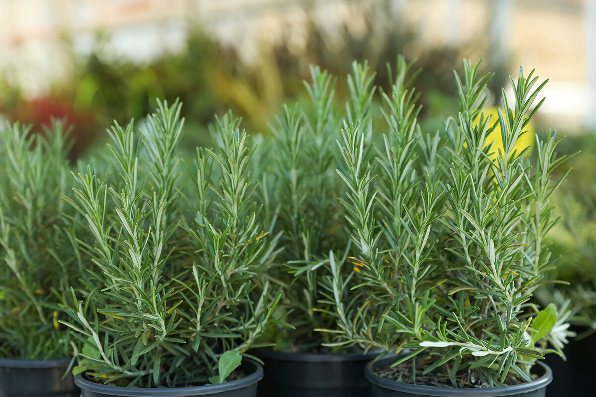 Kuidas kasvatada rosmariini Eesti kasvuhoones