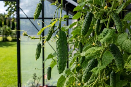 Cultiver les concombres sous serre : plantation, arrosage & récolte | Bloomcabin