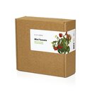 Capsules de mini-tomates – pack de 9