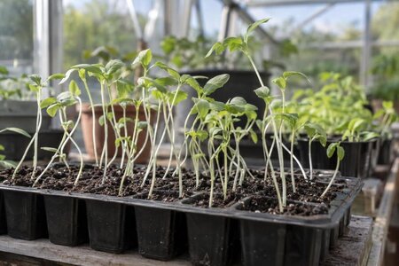 Diagnosing Long, Leggy Seedlings in the Greenhouse