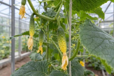 Cetriolini in serra che ingialliscono prima di crescere