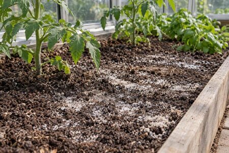 Crosta bianca sul terreno in serra: sali o altro?