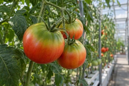 Perché i pomodori in serra hanno spalle verdi e dure?