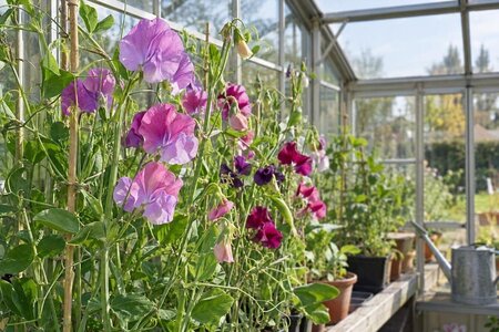 Piselli odorosi in serra per fiori più precoci