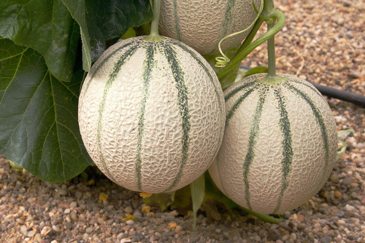 Kā audzēt melones Latvijas siltumnīcā
