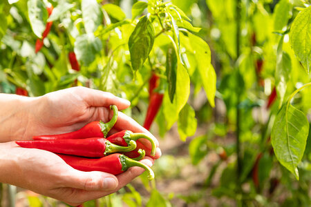 Paprika & chili kweken in kas | Nederland gids