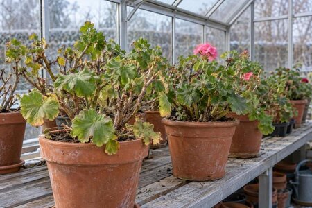 Overwintering Geraniums in a Greenhouse