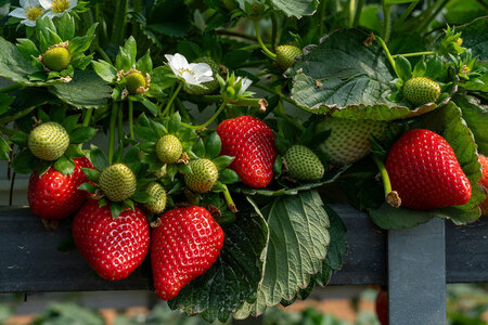 How to grow strawberries in a greenhouse