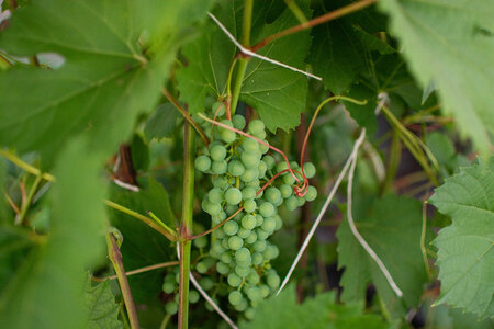 How to Grow Grapes in a Greenhouse