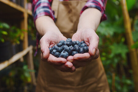 How to Grow Blueberries in a Greenhouse