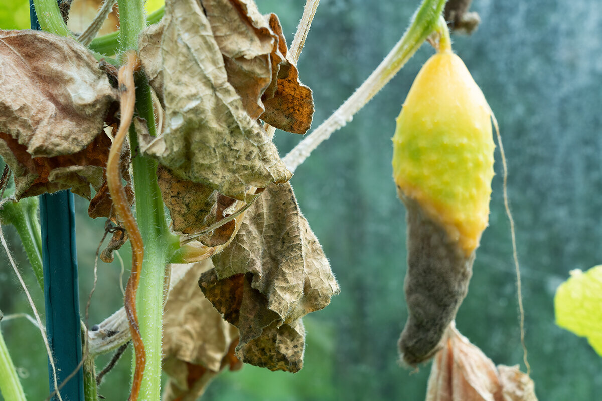 Botrytis in a greenhouse: clear the invitation before it becomes gray mold.